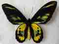 Ornithoptera rothschild Aberrant (Internet Image property of respective owner, non-commercial use only)